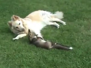 The real life fox and hound dogs play with fox cub