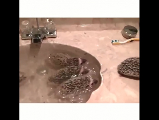 Ptencoff bathtime for hedgehogs! #9gag