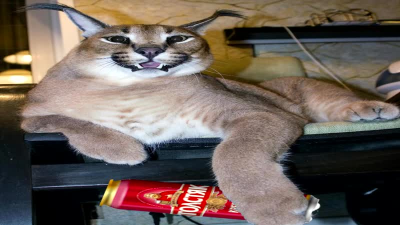 😺шлепа рекламирует пиво🍻