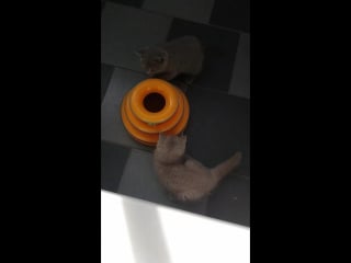 Плюшевые девочки милаша и дарси( помёт d) plush blue ray 2017 год