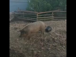 Нажрались и спят