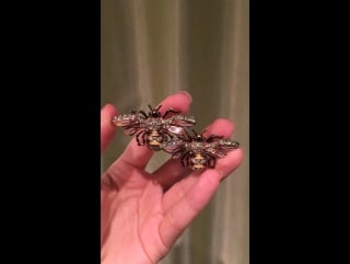 Fur clip coro антикварный ₽