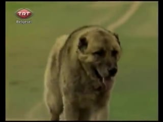 Efsane mircey saf kangal tanıtım