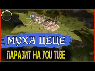 Муха цеце (tsunade senju) паразитирующее насекомое на youtube