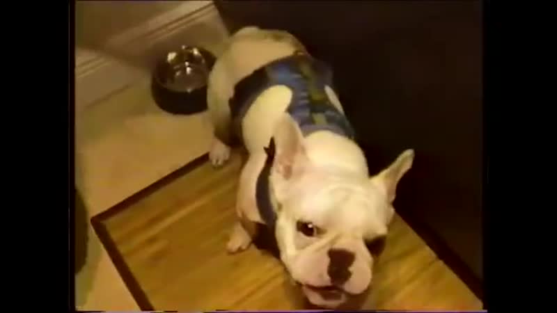 Pouya &amp; boobie lootaveli sit ups