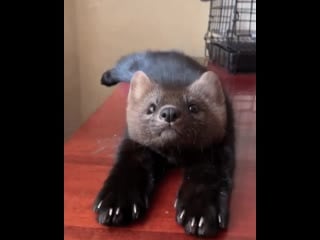 Соболь милашка