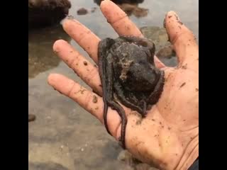 Octopus bimaculoides says hi before returning to its regularly scheduled hunt in the mud during low tide