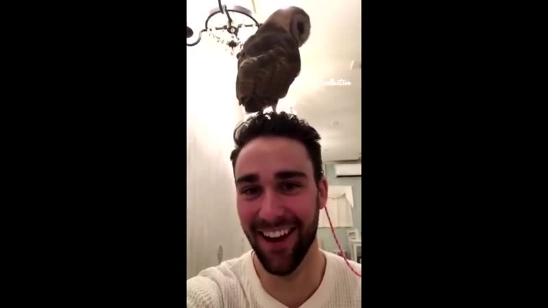 Эти забавные зверушки