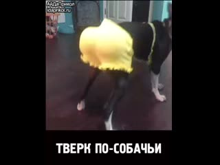 Видео от письки всех мастей!