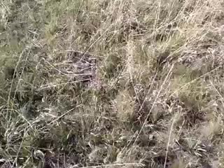 Третье видео (vhs video)