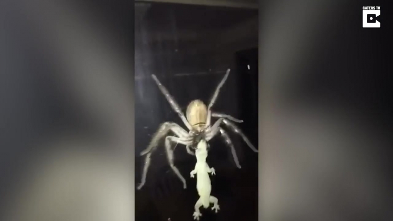Паук поймал ящерицу