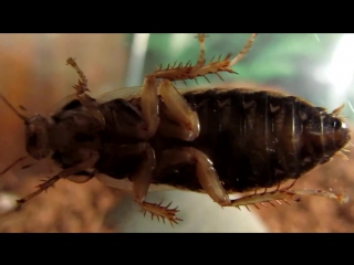 Brachypelma boehmei attacks, but cockroach defends