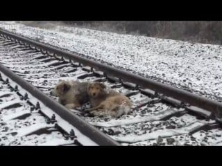 Украинские "молодые на рельсах" вернулись домой