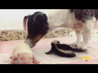 Sweet dog takes care of baby skunks who were rejected by their mother