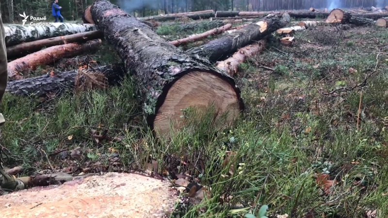 Барацьба з караедам ці незаконныя высечкі? вяскоўцы змагаюцца супраць вынішчэньня лесу