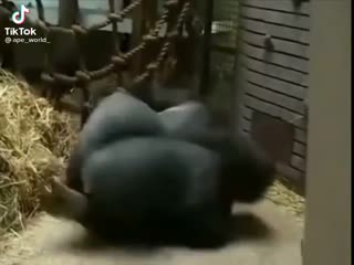 Брей данс девочки и тик ток