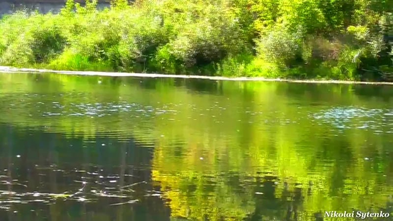 Наш родной сейм