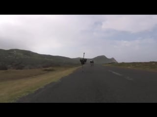 Cyclists chased by an ostrich the funniest thing youll see today