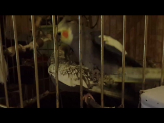 Спаривания корелл