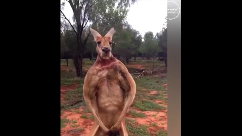 Кенгуру милые и не очень