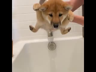 Kiwi the shibe 20200529 112533 0 mp4
