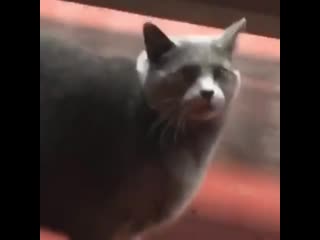 Adorable cross eyed chonker mistook my coworkers hand for food