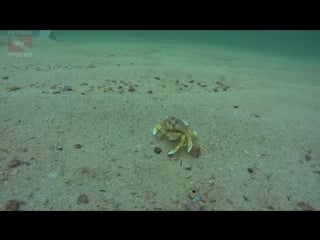 Moon crab | diving pattaya, thailand