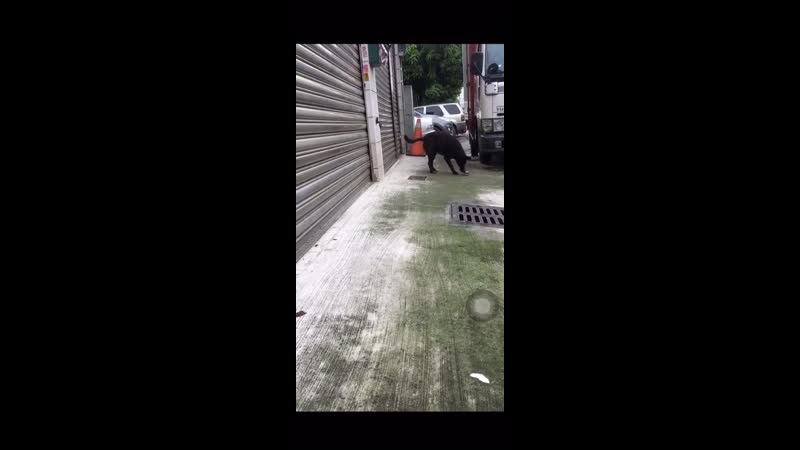 Stray dоg is оvеrjоyеd that hооman gavе him a trеat