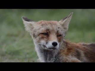 [hd] manon bruijn nature wildlife photography