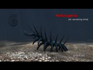 Hallucigenia