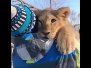 "на ручках любит дамочка" 😄😍🦁