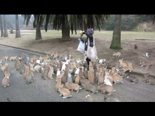 Кролики в атаке!