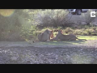Crafty tortoise avoids being eaten by lion using shell as protection