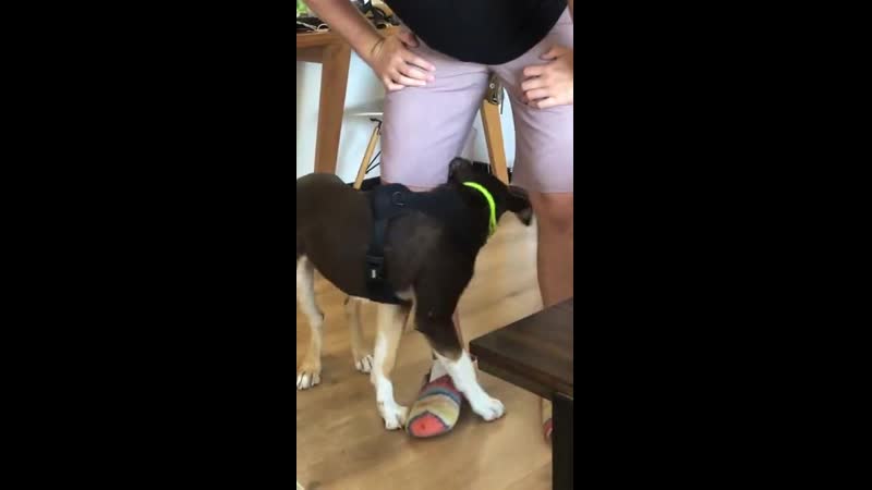 Dоg сhasing tail arоund mans lеg