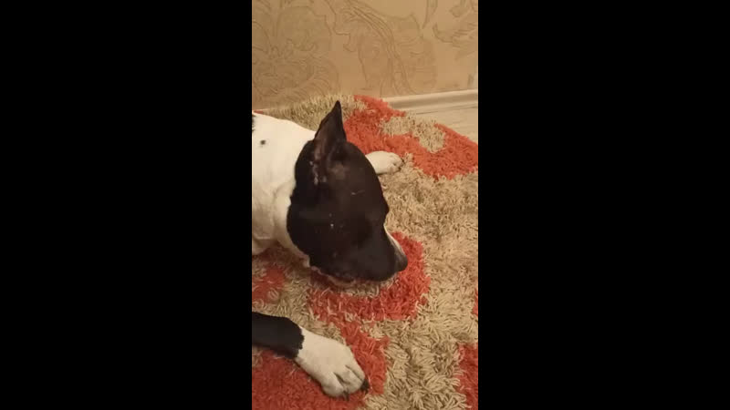 Yanika yan ( боня ) 09 01 2017г г братск