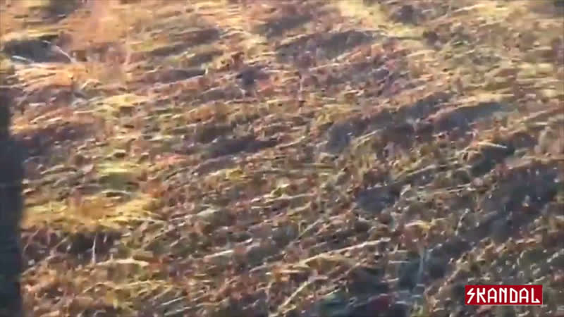 Самое крупное нашествие саранчи за последние 70 лет