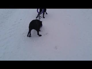 Apbt dark tyson & ariana "iz barhata i stali"