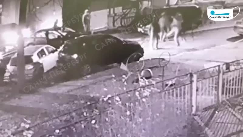 Родители дерутся и стреляют после ссоры в родительском чате в петербурге