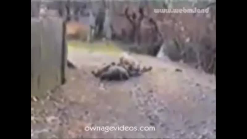 Мёртвые хохлы идут на корм свиньям