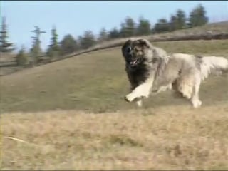 30 собаки от а до я каазская и среднеазиатская овчарки