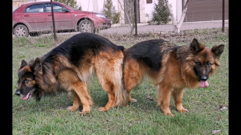 Веселая вязка молодые funny first mating dogs कुत्ता संभोग। الكلب التزاوج