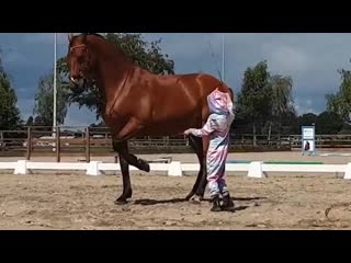 Reposted from @greetjehakvoort my 18 years old daughter jolie lune & bongo at work