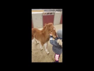 Þórður bragi og folaldið köggur góðir vinir 18 years old icelandic boy and his friend beauty