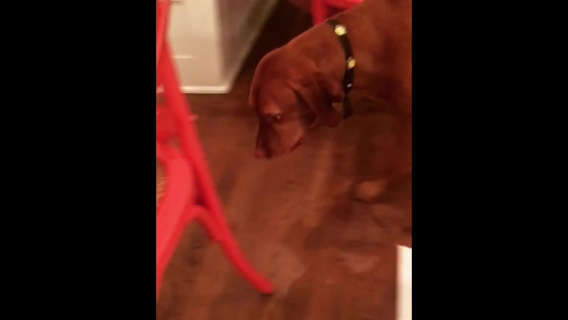 Неудачный эксперимент с яйцом (vhs video)