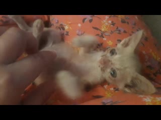 Малютка любит ласкаться