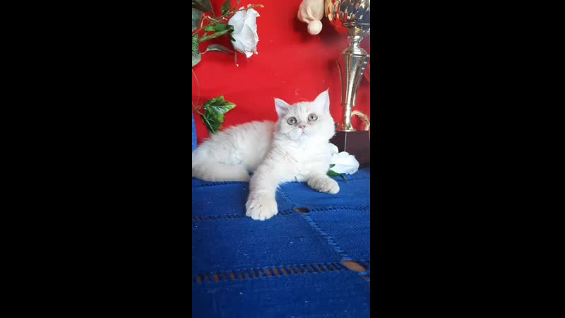 Sharmila boom barash