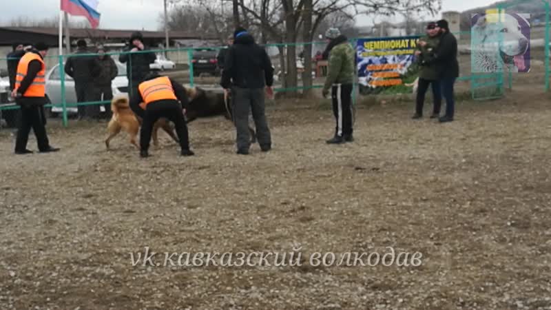 Собачьи бои,волкодавы кааза