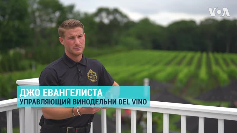 Виноградники штата нью йорк