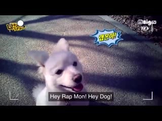 Behold, the defining video of namjoon and rapmon doggo’s relationship, in which namjoon tries desperately to get rapmon doggo to