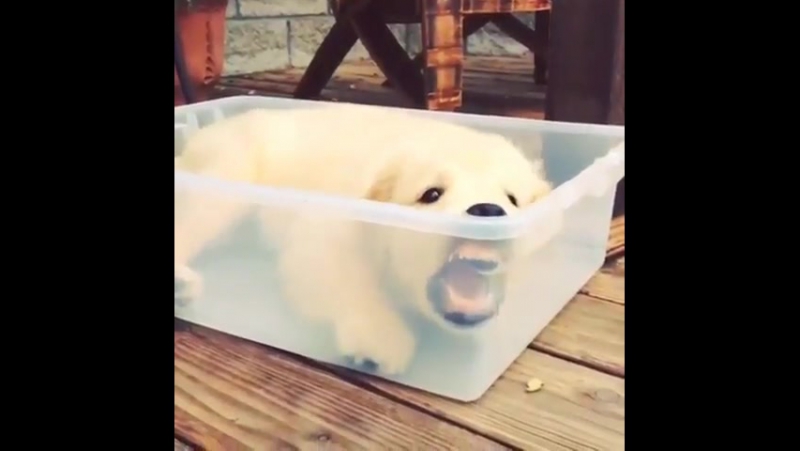 Замуровали, демоны (vhs video)